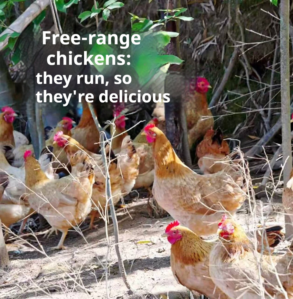 Mountain-Raised Free-Range Hen (1–1.2 yrs) – Perfect for Soups
