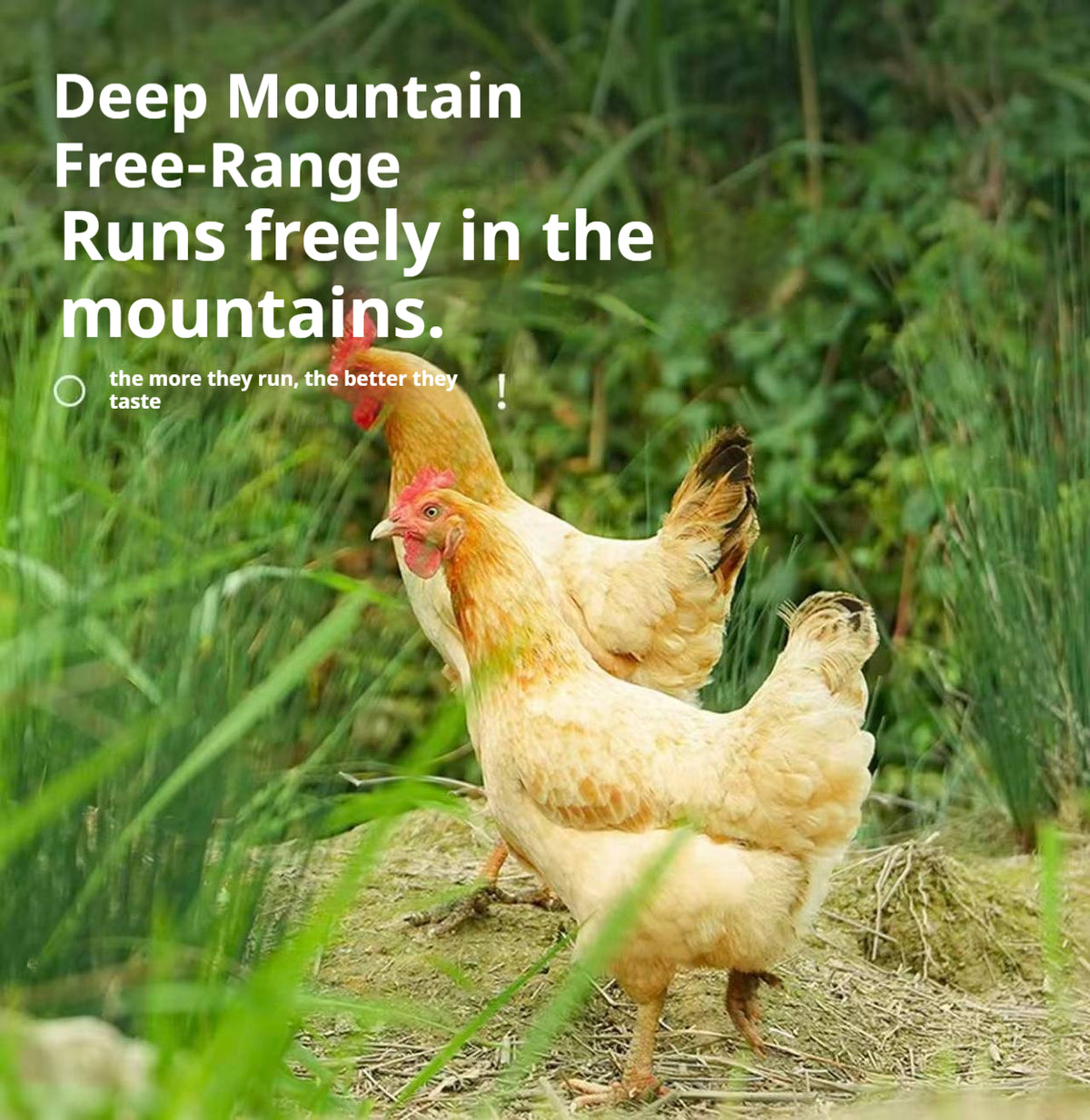 Mountain-Raised Free-Range Hen (1–1.2 yrs) – Perfect for Soups